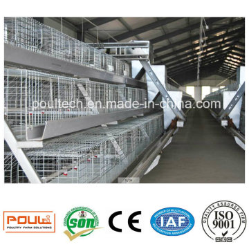 Cages et incubateurs automatiques de poulet Poul-Tech pour les élevages de volailles